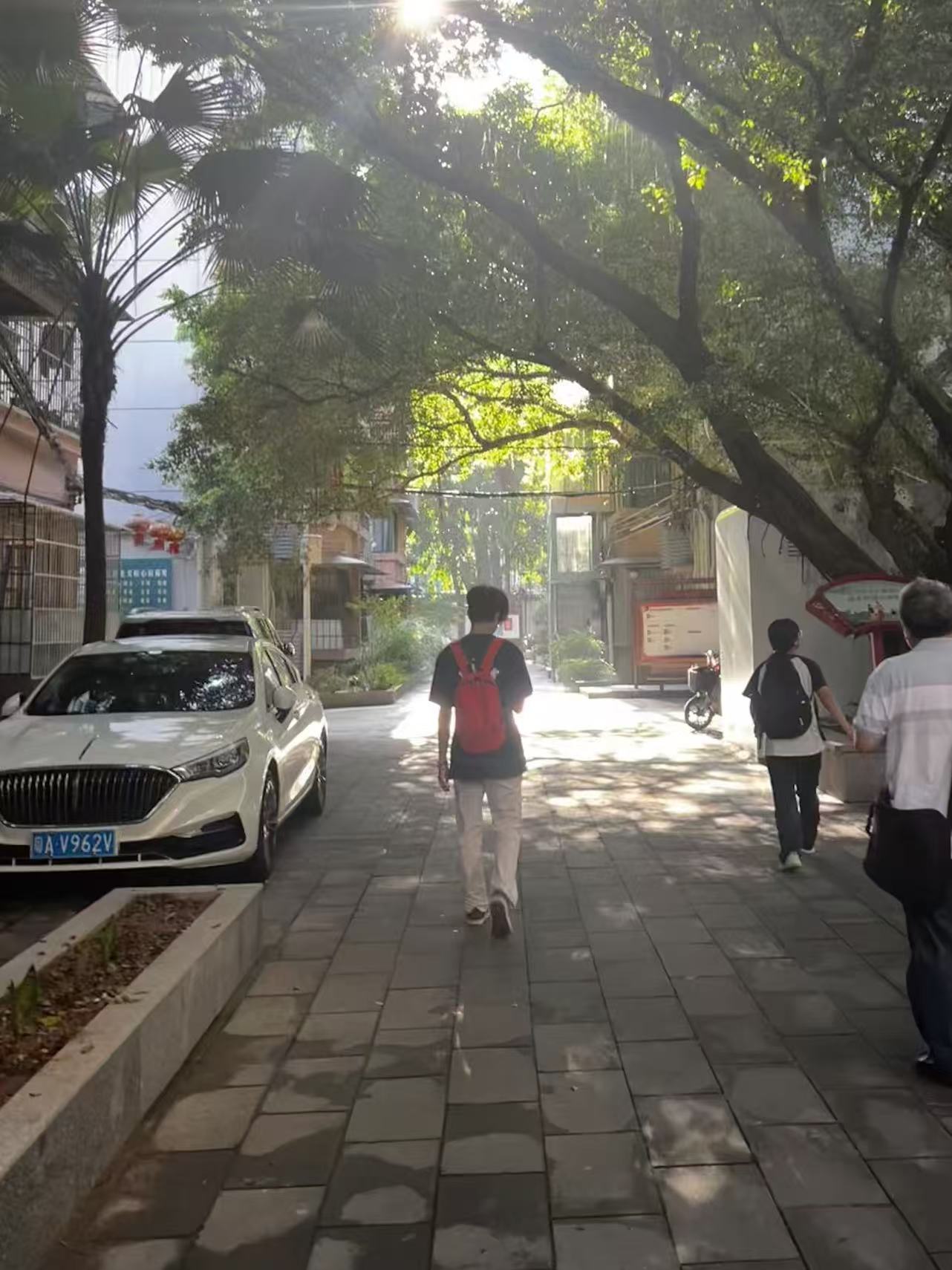 阳光穿过树叶洒在街道上的散步画面